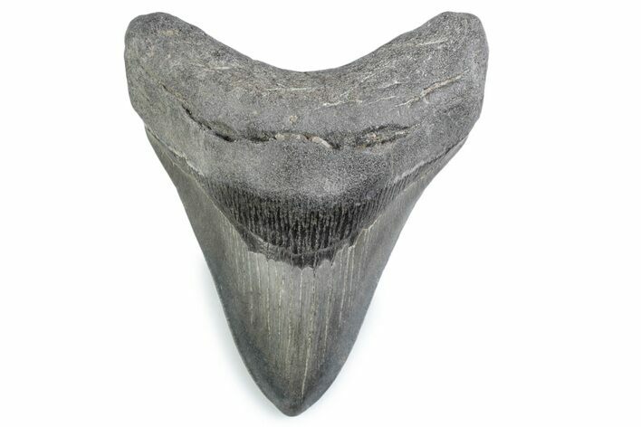 Fossil Megalodon Tooth - Georgia #338685